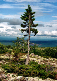 Old Tjikko (© Karl Brodowsky 2011 https://commons.wikimedia.org/wiki/File:Old-Tjikko-2011-07-19-001.jpg)